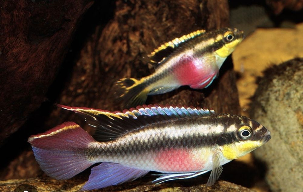 Casal Kribensis novos