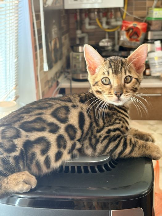 Бенгальскі котенята