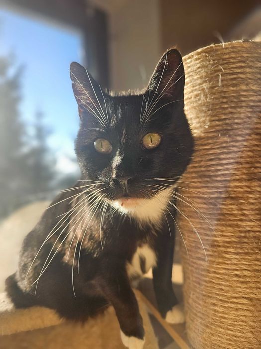 Irysek, 2 letni do adopcji