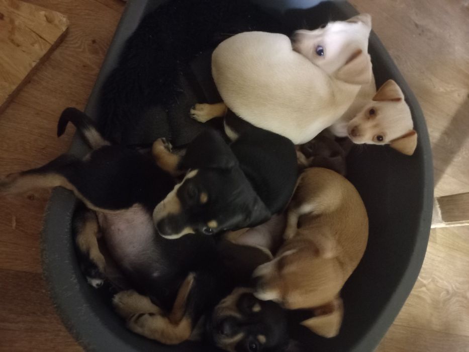 Шоколадный красавчик мальчик  из Харькова