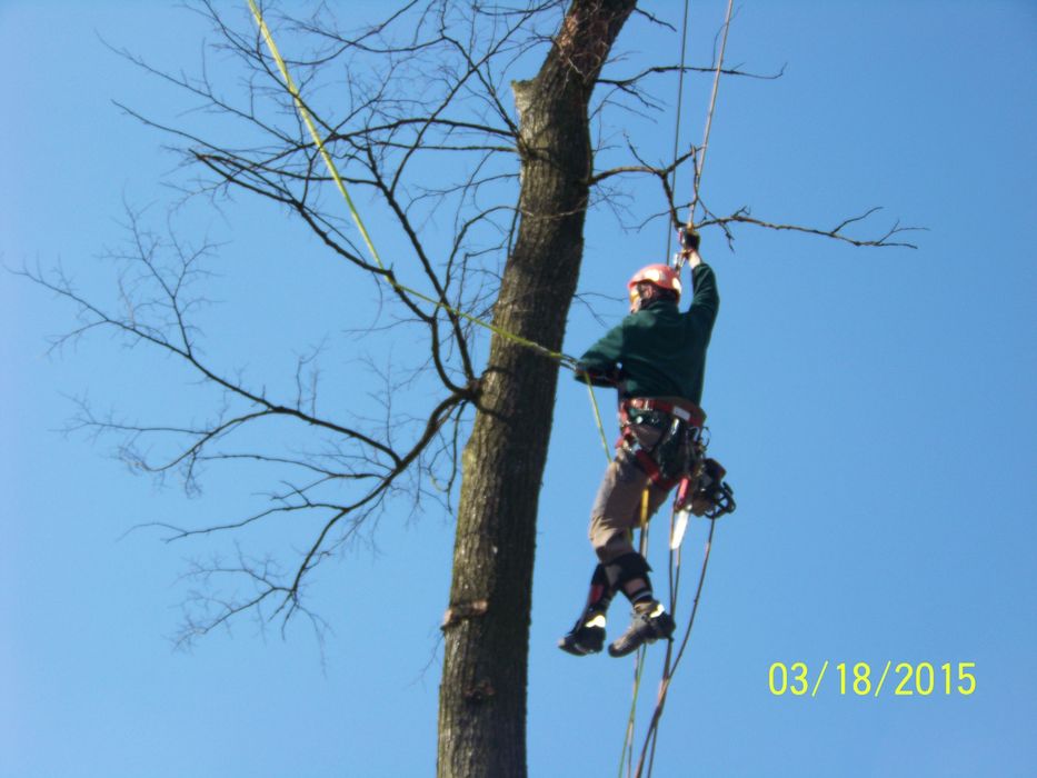 Wycinka drzew trudnych, cięcia drzew, krzewów żywopłotów,usuwanie drze