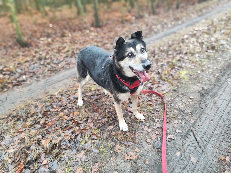 Bosman od 3 lat czeka na dom w schronisku