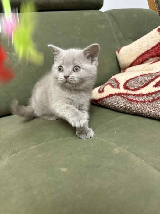 Gotowy do odbioru Kocurek Brytyjski liliowy