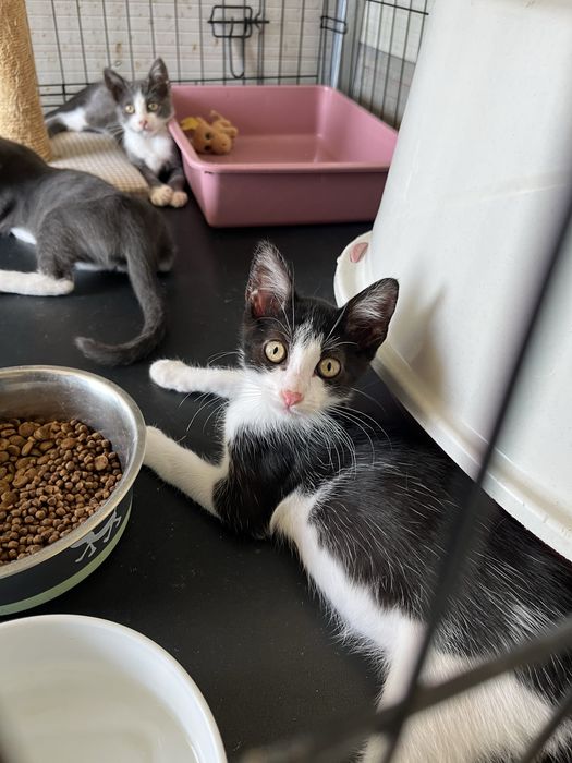 Oreo- Gatinha bebé para Adoção