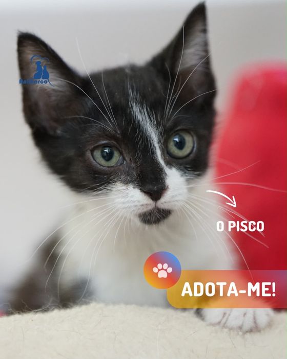 ninhada de gatinhos