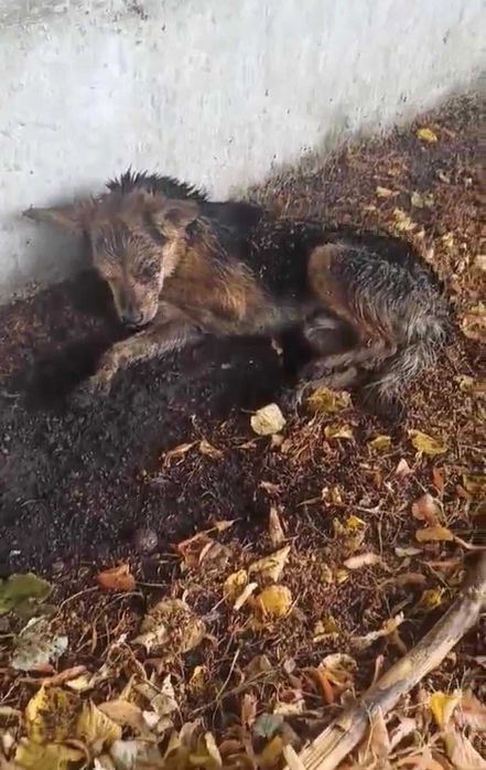 Podaruj dom psiakowi bez oka Adoptuj