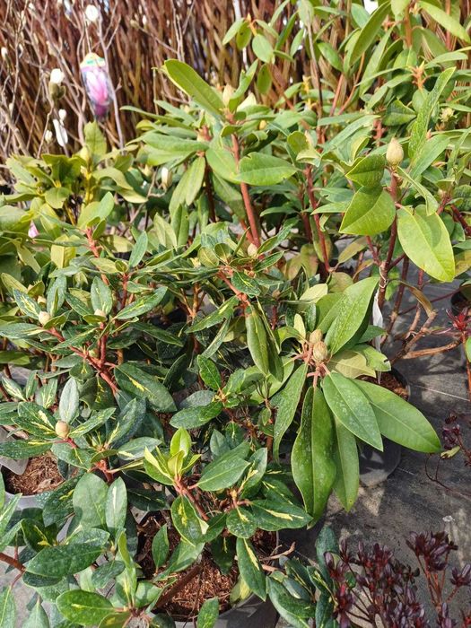 Magnolie różne odmiany klony palmowe rododendrony wierzba pleciona