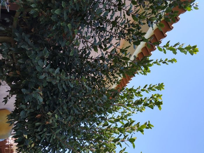 Louro biológico de qualidade (cada 100g)