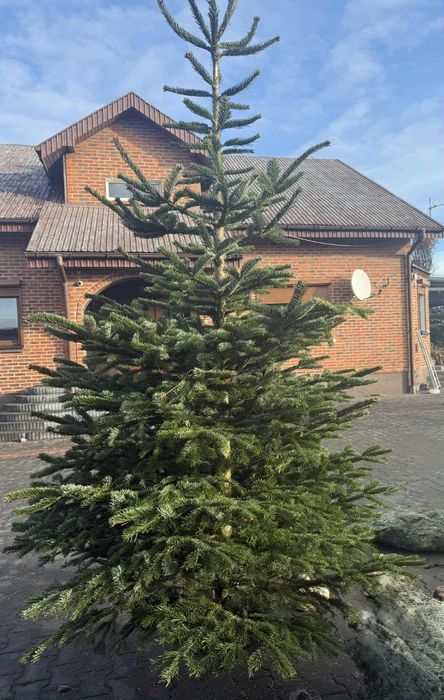 SPRZEDAM – Jodła Kaukaska / Choinki Świąteczne