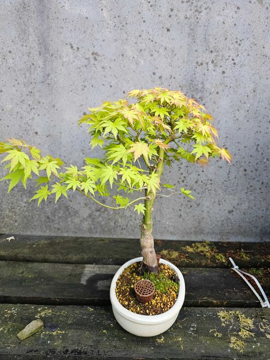 Bonsai acer orange dream