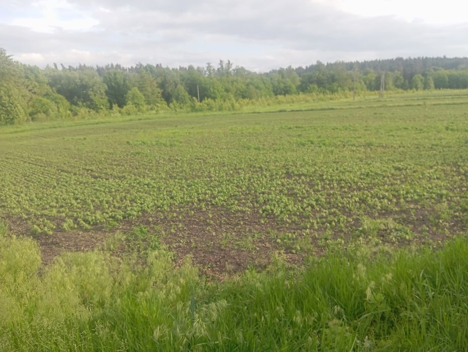 Продаю земельну ділянку - Вид 3
