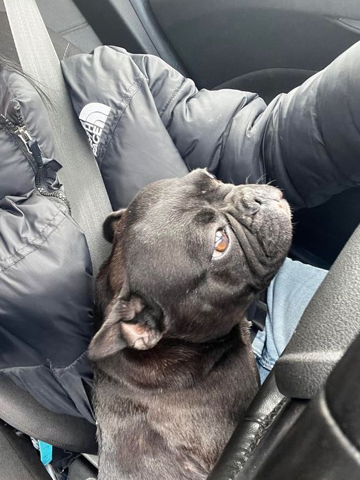 Sunia w typie Buldog francuski oraz jej maluchy.