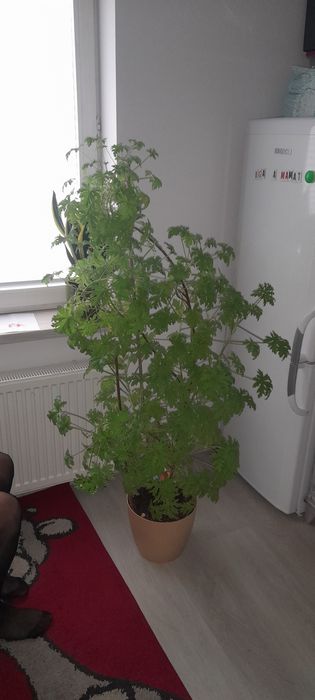 Anginka Geranium