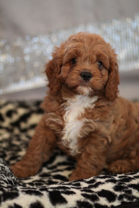 *** Cavapoo śliczny***