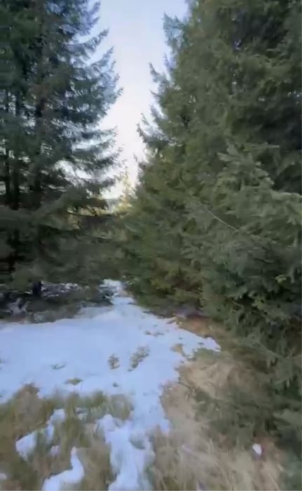 Земельна ділянка з ЛІСОМ на територіі .