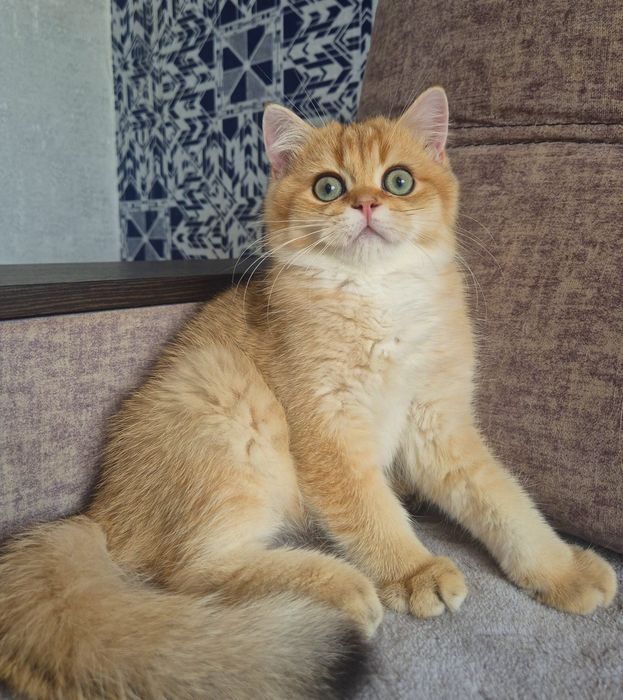 золота шиншила котики
