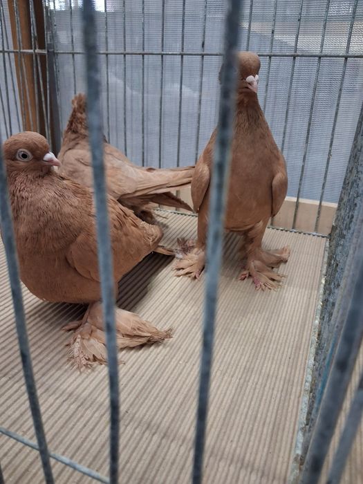 Wywrotki wschodniopruskie