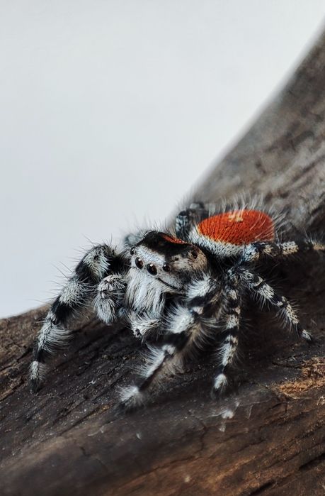 skakun Phidippus adumbratus
