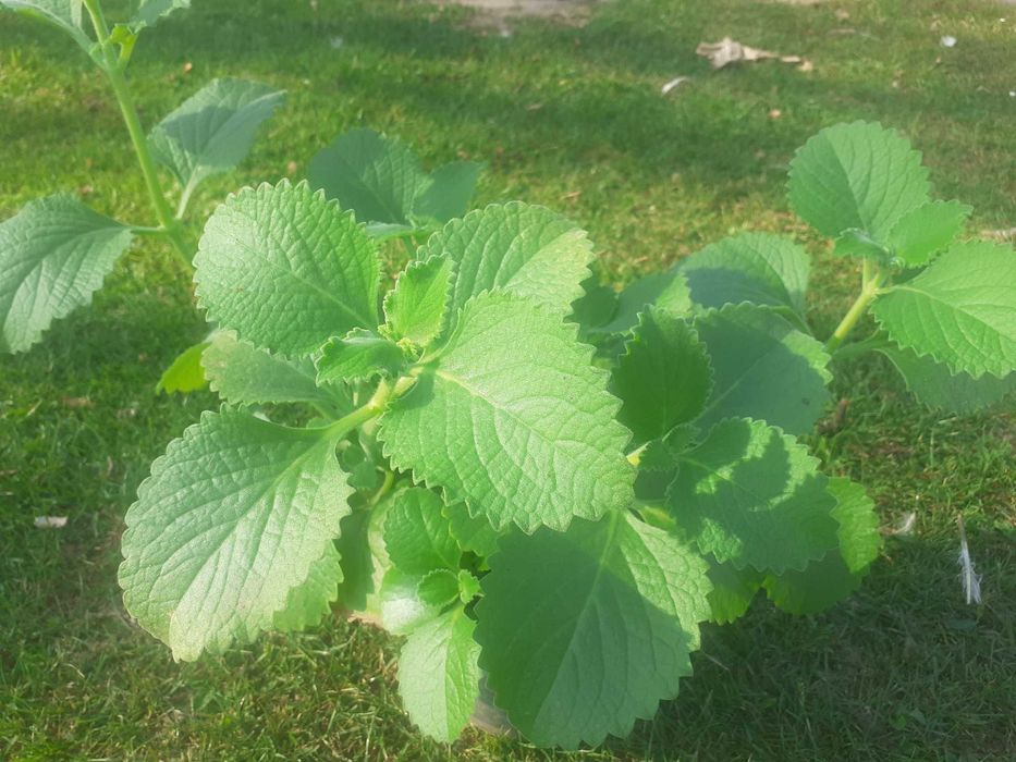 Mięta domowa 5 zl sztuka