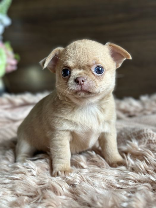CHIHUAHUA dziewczynka mini :)