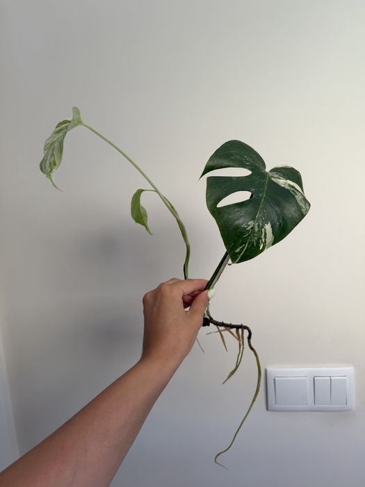 Cutting de Monstera Albo variegata