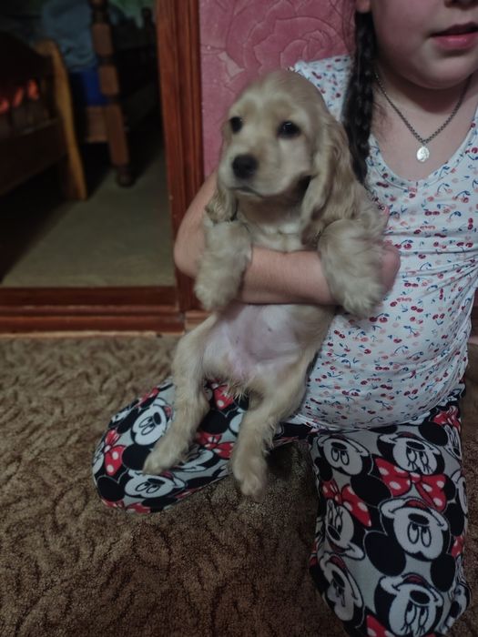 Гарні дівчата англійського кокер спаніеля