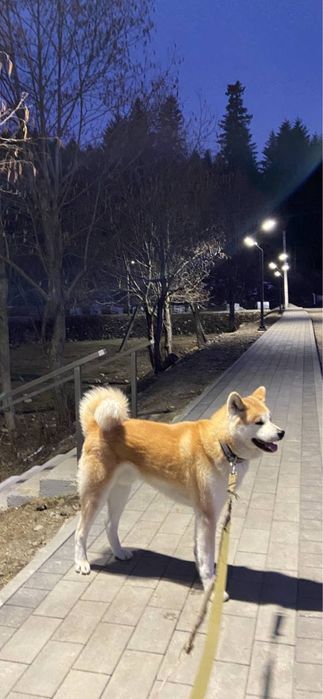 Вязка Акита-ину