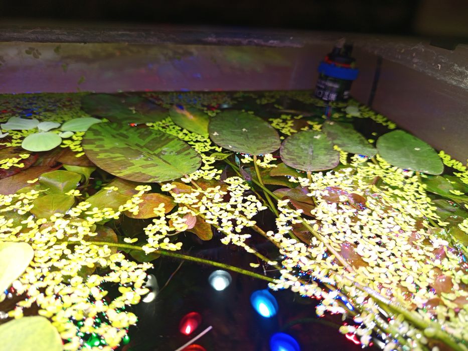 Hydrokleja grzybieniowata