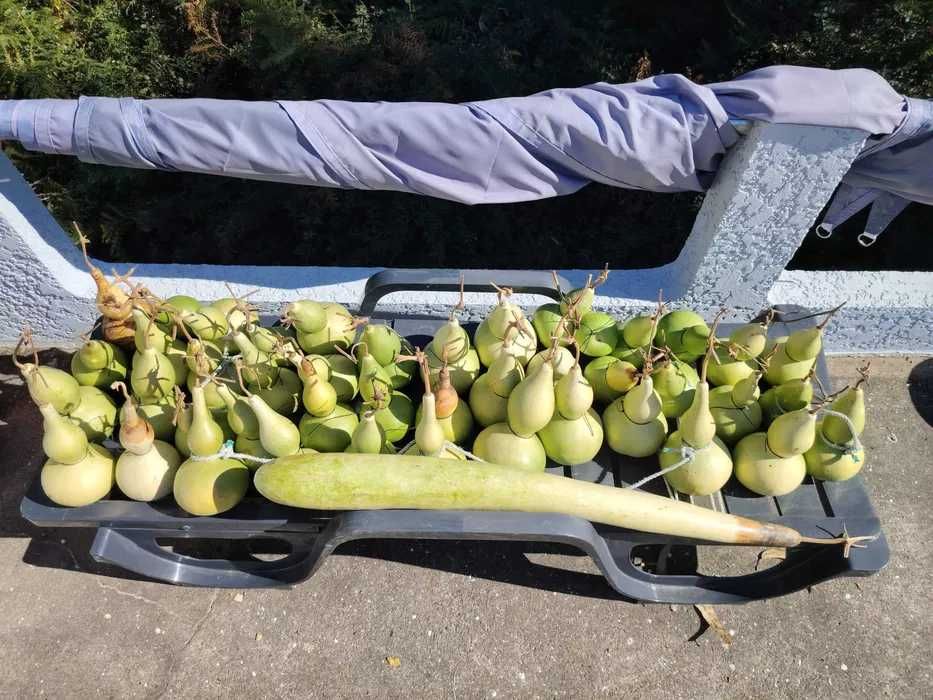 Cabaças por secar e meias secas