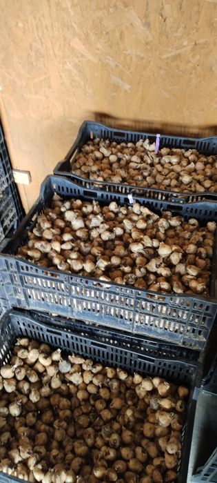 Цибулини тюльпанів