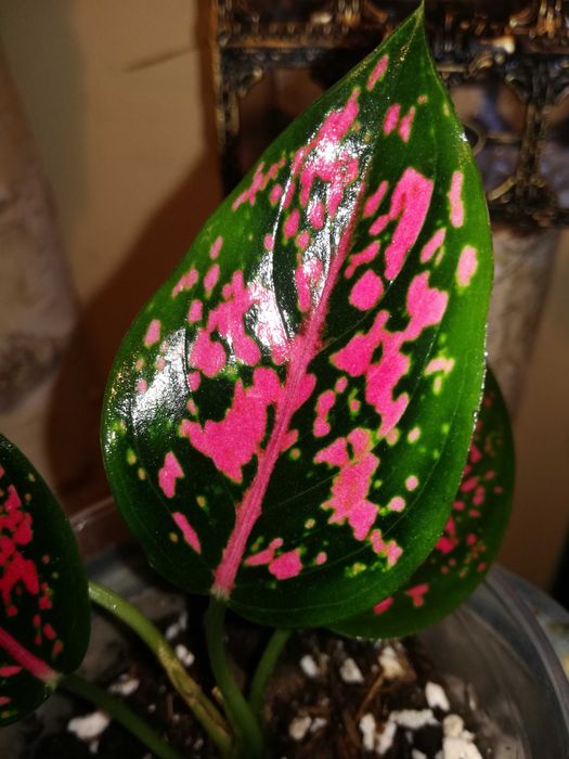 Aglaonema NOID Pink mutation variegata Monstera roślina hobby ogród