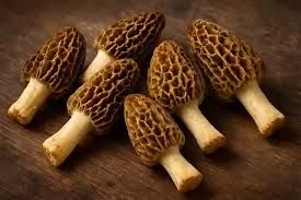 Гриби Зморшки велика кількісьть