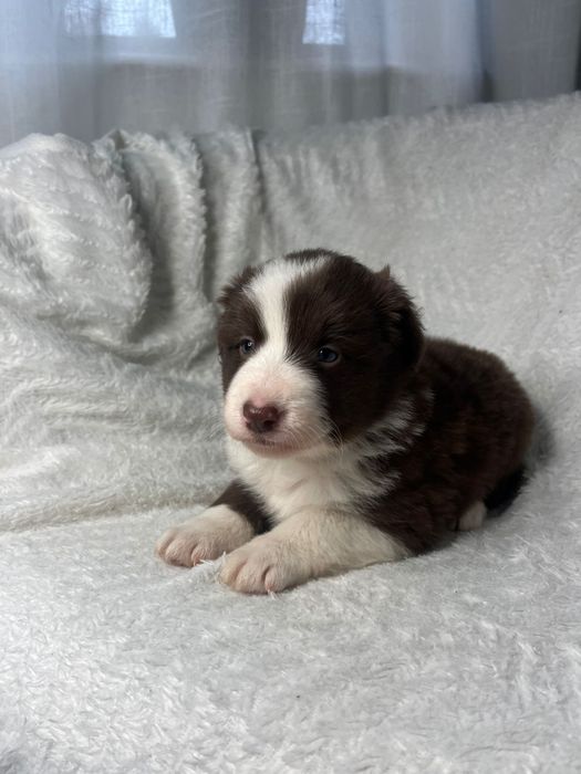 Border Collie szczeniak czekoladowy do ODBIORU! UNIKAT!