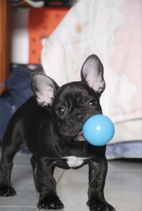 Pet Sitting - Margem Sul