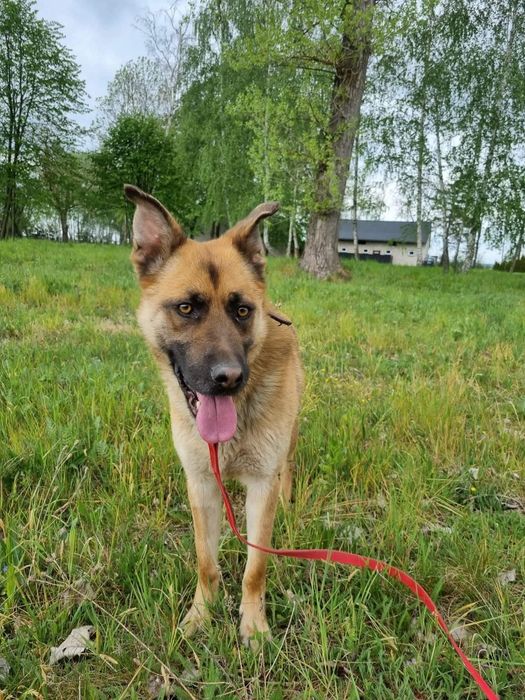 Pies w typie owczarka do adopcji. Adopcja darmowa. Oddam psa.