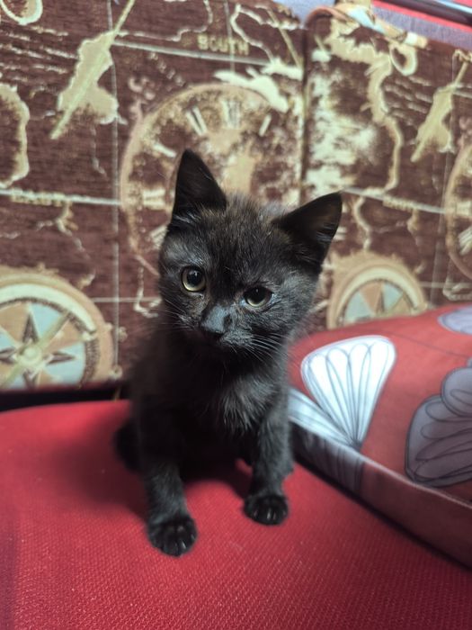 Кошенятко в добрі руки