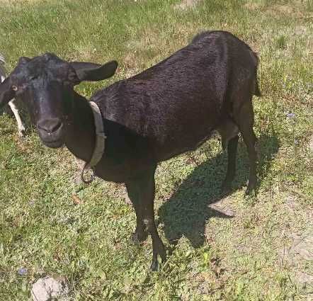 Продам дойну козу