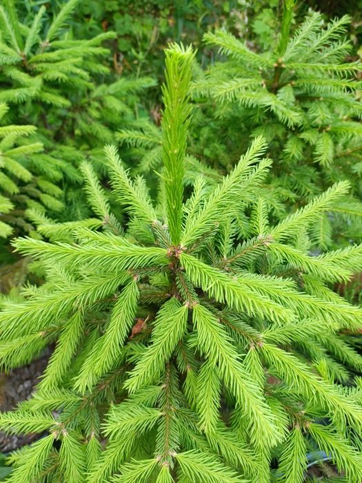 Ялина Європейська, Ель Европейская