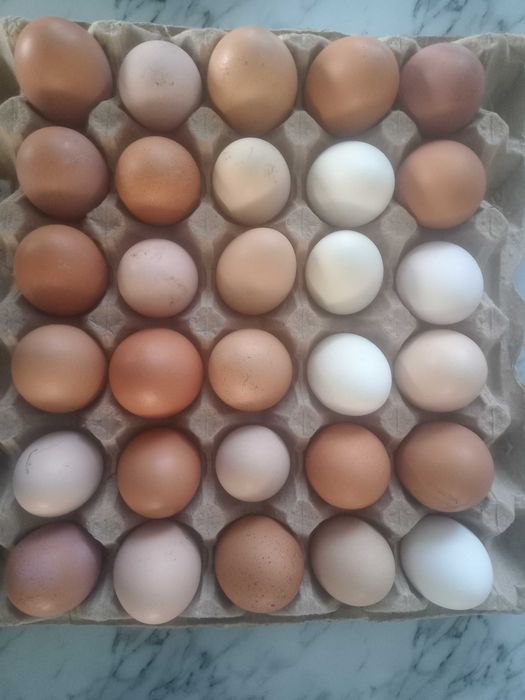 Продам домашні яйця курячі