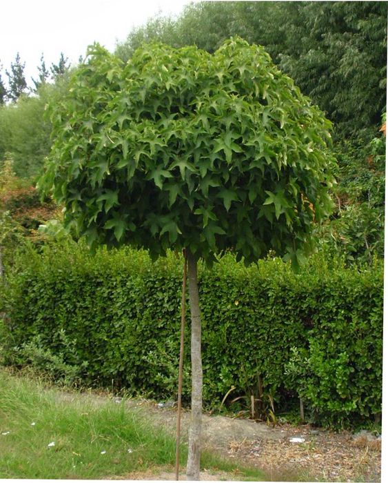 Robinia akacjowa Umbraculifera
