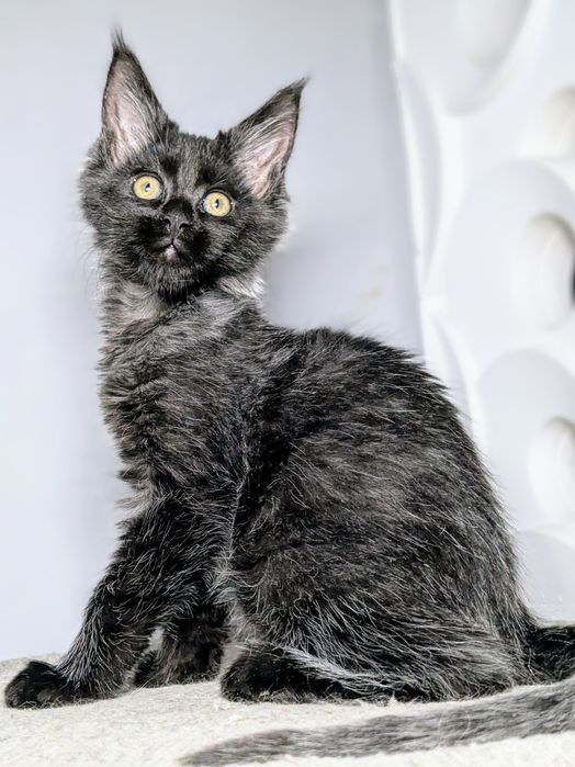 Мейн-кун дівчинка ns