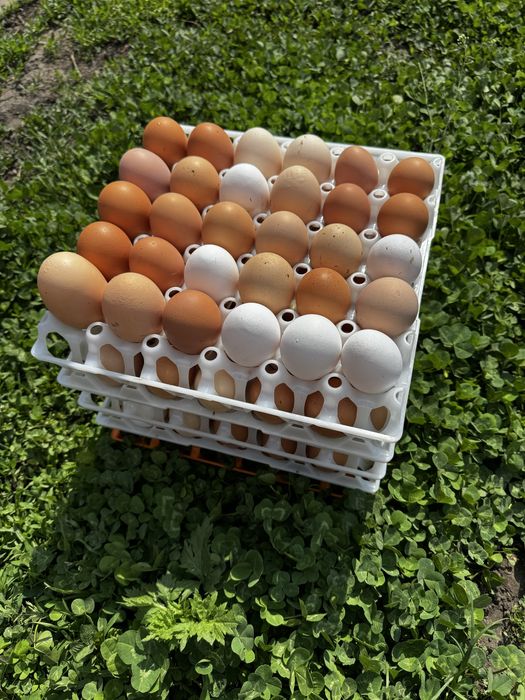 Домашні курячі яйця