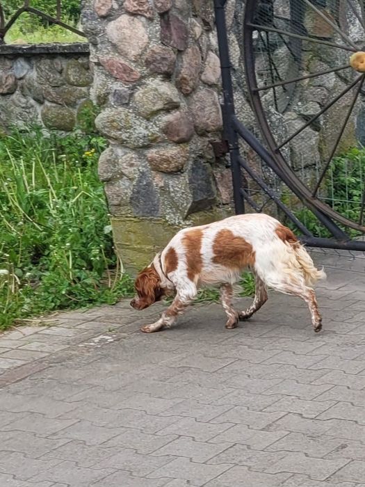 Spaniel Bretoński (Epagneul Breton)FCI