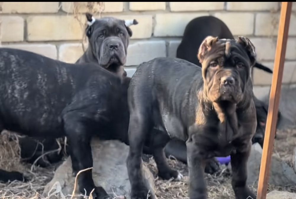 Продам щенков Кане Корсо