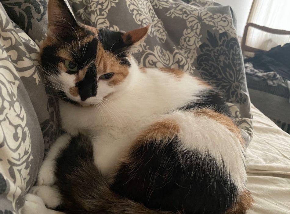 Віддам в хороші руки