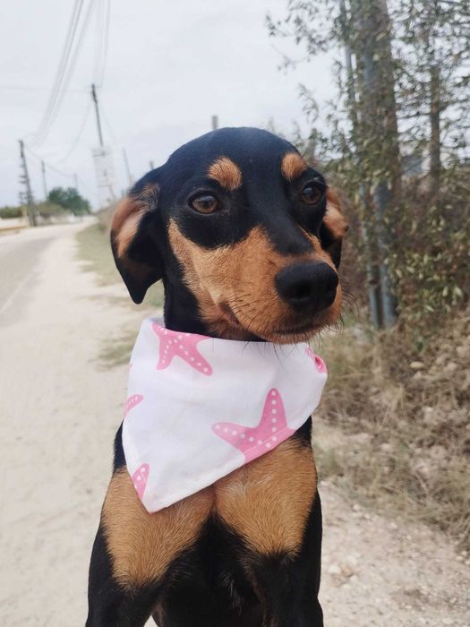 BIARRITZ (Fêmea, 7 Meses) - Para Adoção
