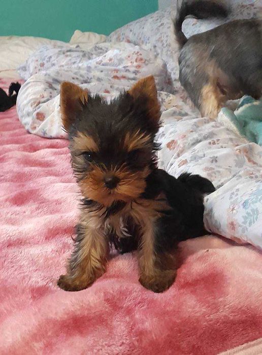 Yorkshire Terrier FCI śliczny malutki LEO
