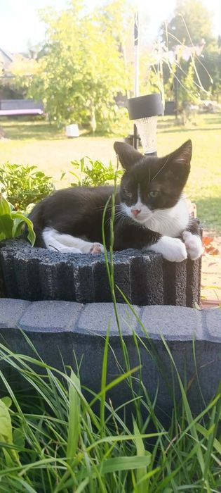 Oddam kotki  w dobre ręce