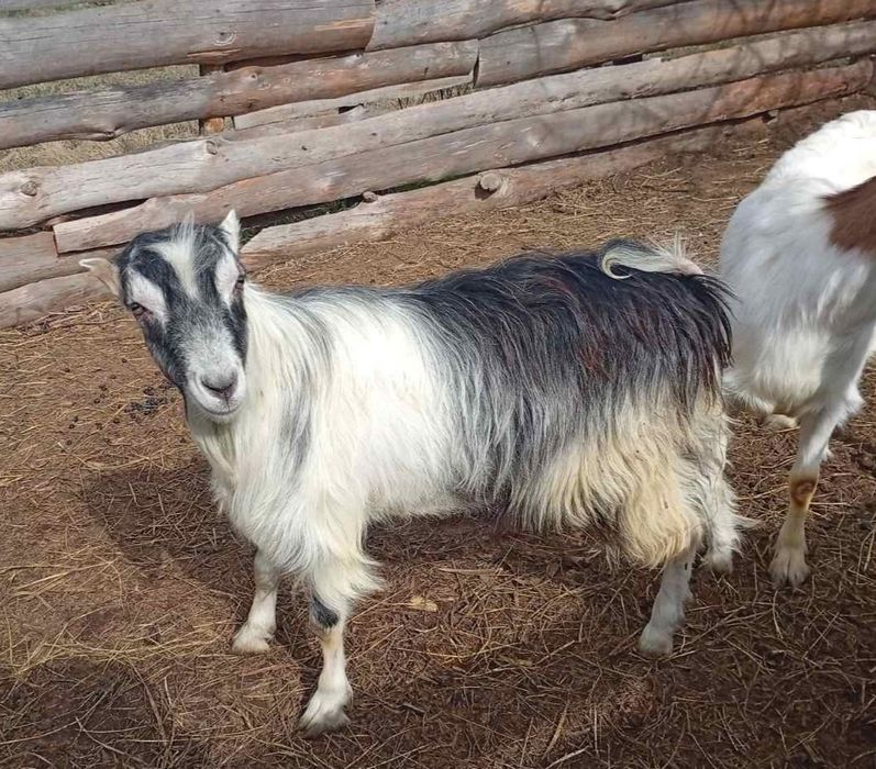 Козлик  Ламанча 1 рік і 2 місяці. Кози.