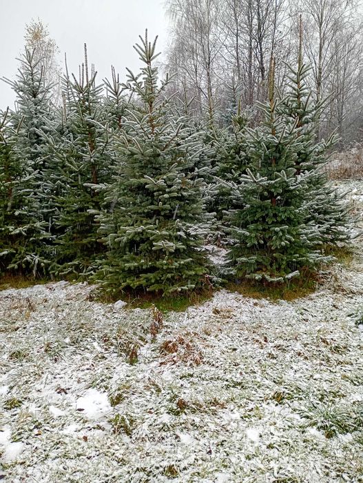 Choinki, świerk srebrzysty